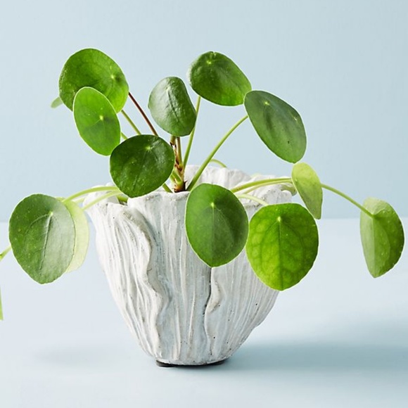 Anthropologie Other - Anthropologie Home Cement Tulip Pot